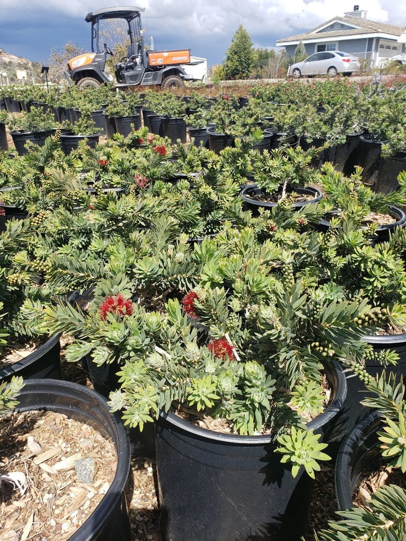 Photo for Callistemon citrinus 'Little John' (Dwarf Bottlebrush)