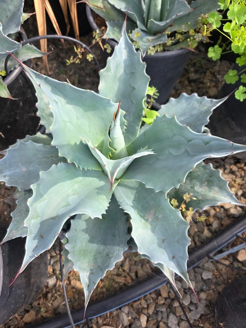 Photo for Agave ovatifolia 'Frosty Blue' (Frosty Blue Whale's Tongue Agave)