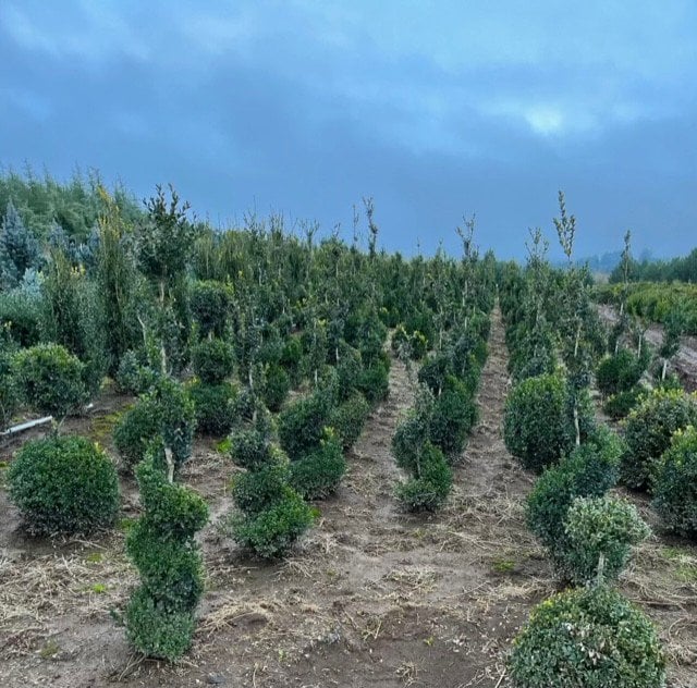Photo for Buxus sempervirens (Spiral) (English Boxwood)
