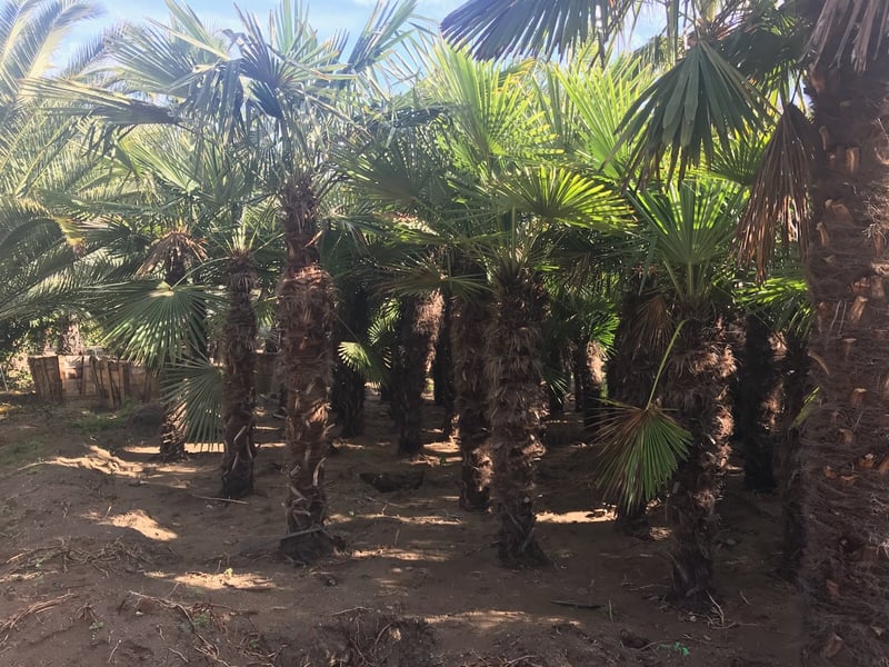 Photo for Trachycarpus fortunei (Windmill Palm)
