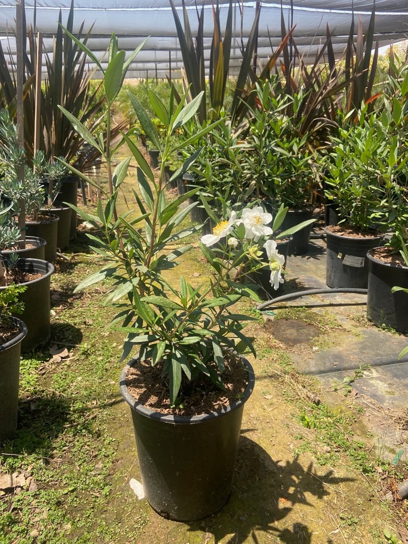 Photo for Carpenteria californica 'Elizabeth' (Elizabeth Bush Anemone)