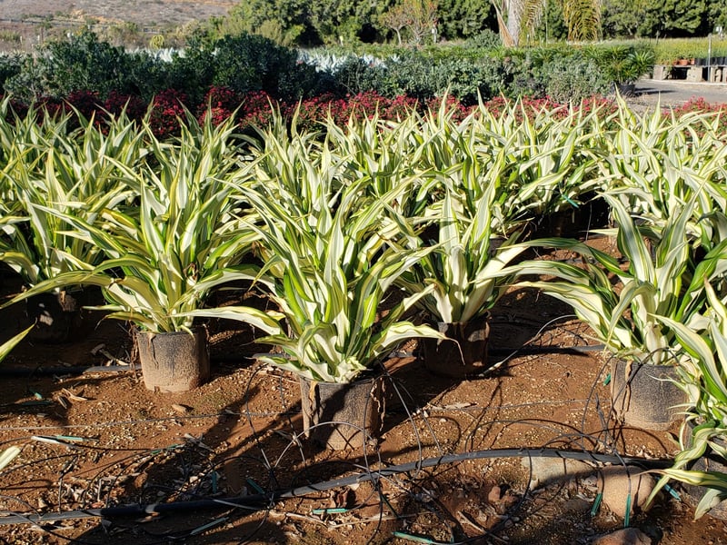 Photo for Furcraea foetida 'Mediopicta' (F. gigantea 'Striata') (Furcraea foetida 'Mediopicta')