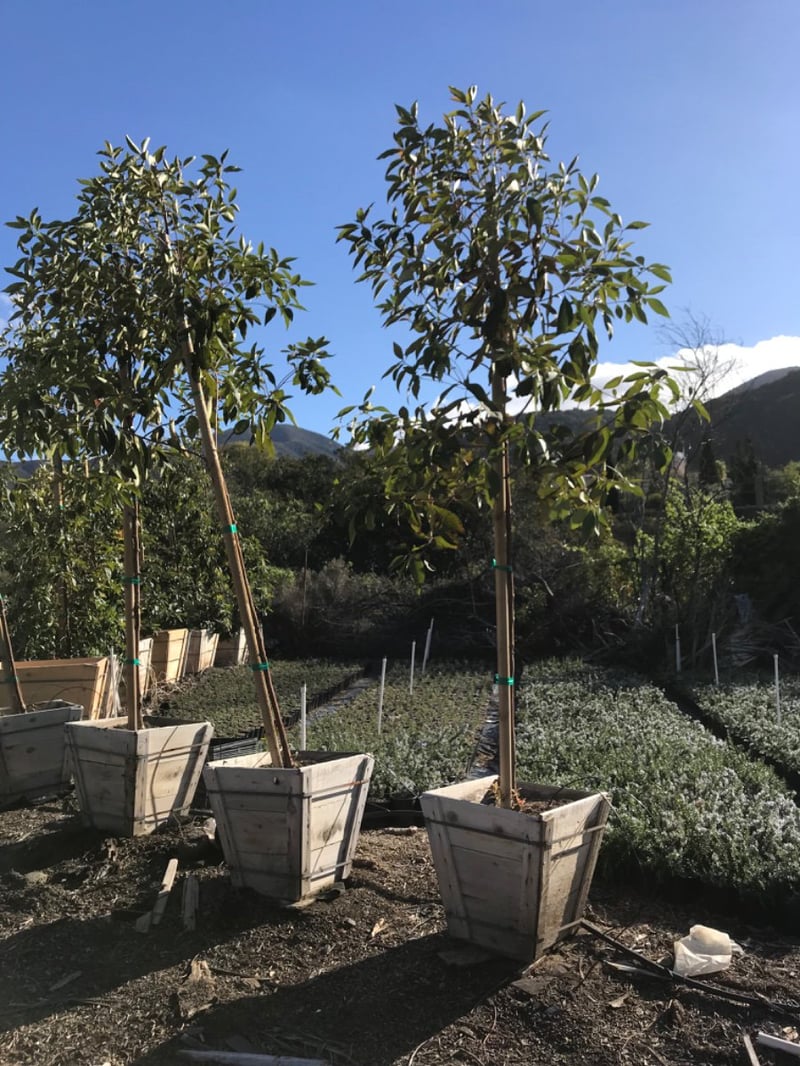 Photo for Lophostemon confertus (Standard) (Brisbane Box)