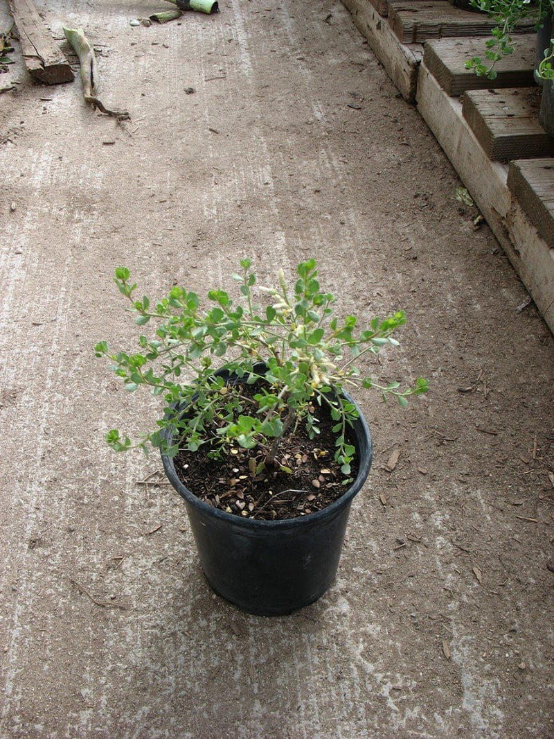 Photo for Baccharis pilularis 'Twin Peaks' (Dwarf Coyote Brush)
