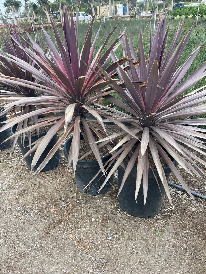 Photo for Cordyline australis 'Red Star' (Red Star Grass Palm)