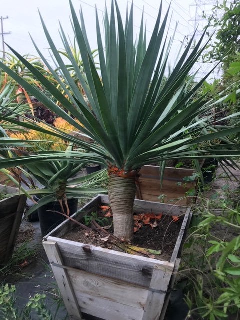 Photo for Dracaena draco (Dragon Tree)