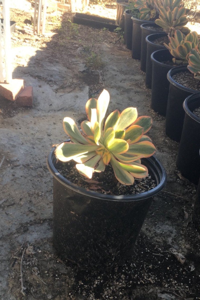 Photo for Aeonium 'Sunburst' (Copper Pinwheel)