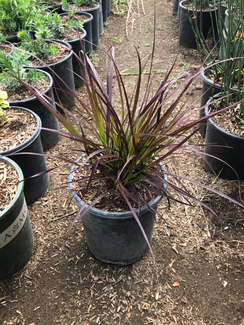 Photo for Pennisetum setaceum 'Rubrum' (Purple Fountain Grass)