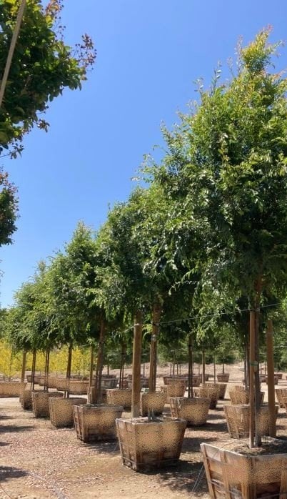Photo for Ulmus parviflora 'Drake' (Standard) (Drake's Chinese Elm)