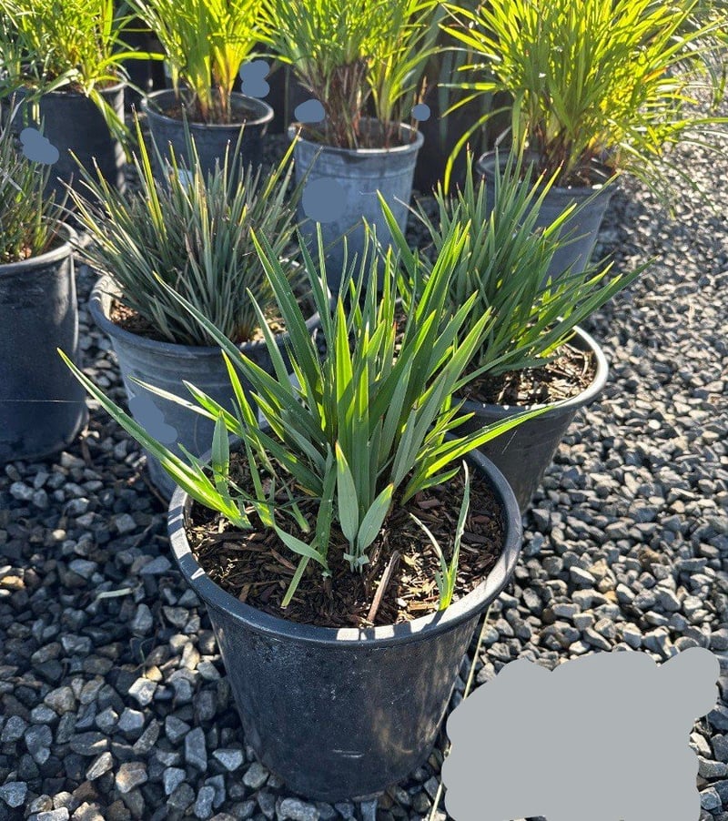 Photo for Dianella revoluta 'Little Rev' (Little Rev Flax Lily)