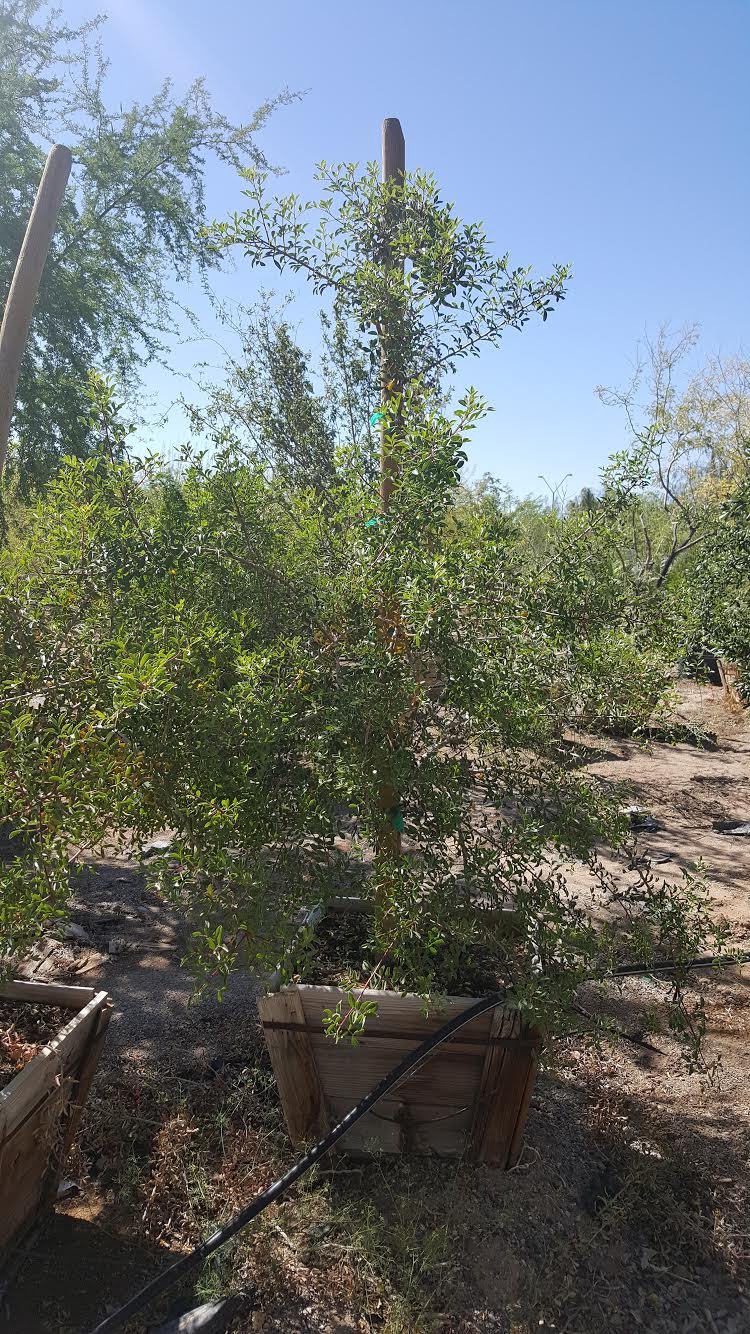 Photo for Pistacia lentiscus (Mastic Tree)