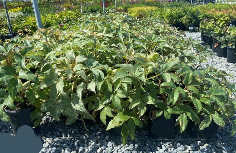 Photo for Helleborus orientalis (Hellebor)
