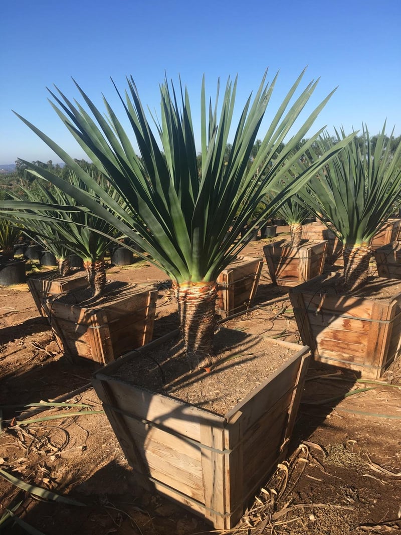 Photo for Dracaena draco (Dragon Tree)