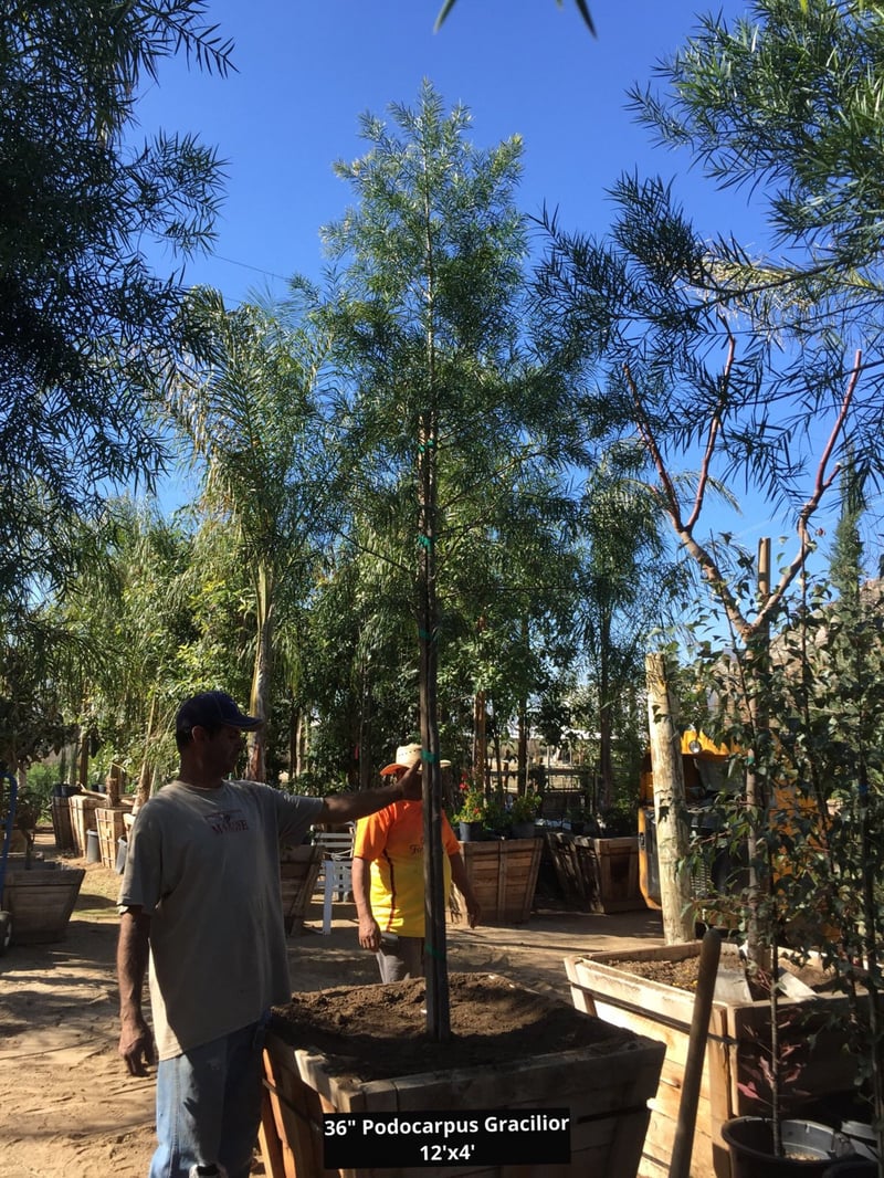 Photo for Podocarpus gracilior (Standard) (Fern Pine)