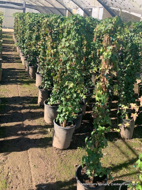 Photo for Hedera helix (Staked) (English Ivy)
