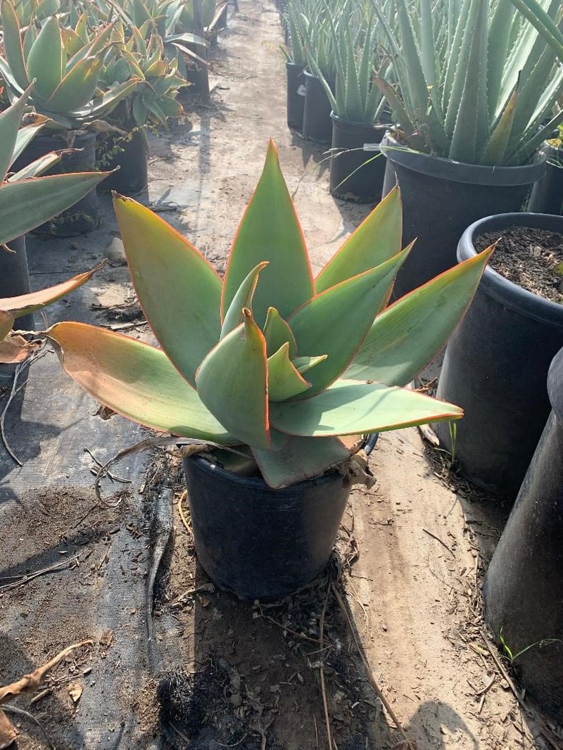 Photo for Aloe striata (Coral Aloe)