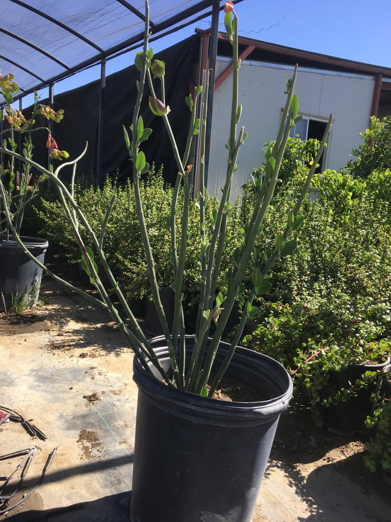 Photo for Pedilanthus bracteatus (Slipper Plant)