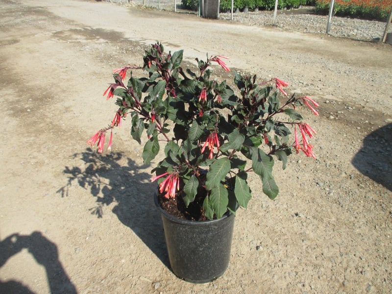 Photo for Fuchsia x Gartenmeister Bonstedt (Gartenmeister Fuchsia)