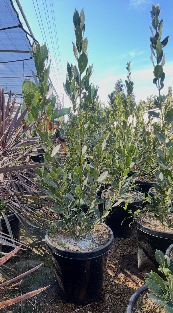 Photo for Laurus nobilis (Column) (Sweet Bay)