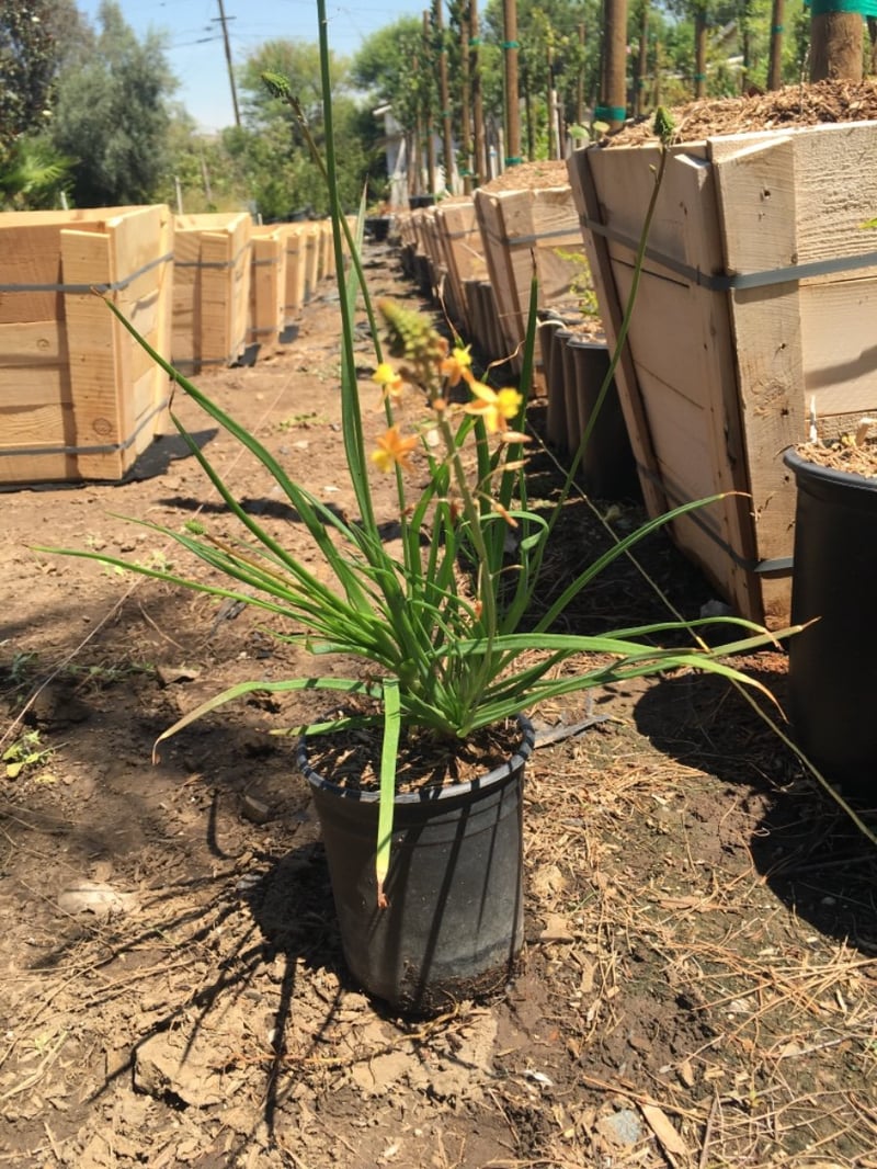 Photo for Bulbine frutescens 'Orange' (Stalked Bulbine)