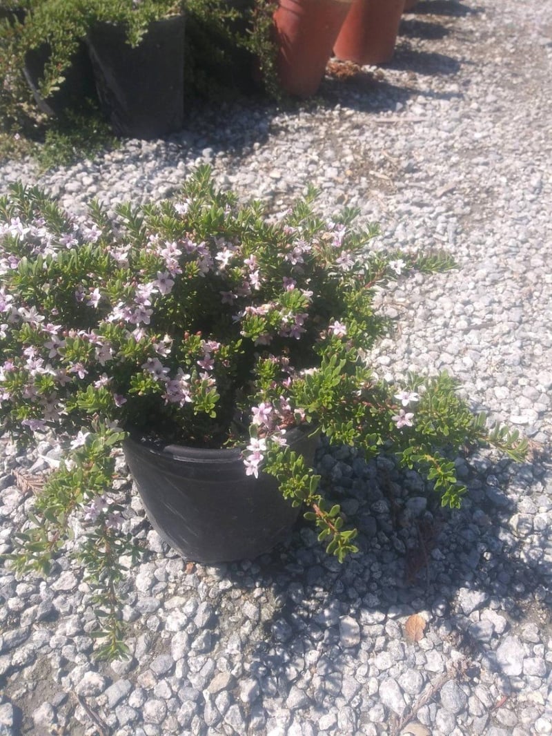 Photo for Myoporum parvifolium 'Pink' (Pink Australian Racer, Pink Groundcover Myoporum)