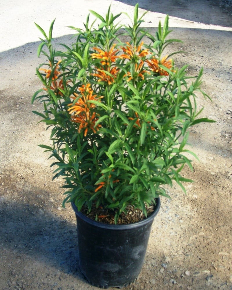 Photo for Leonotis leonurus (Lion's Tail)