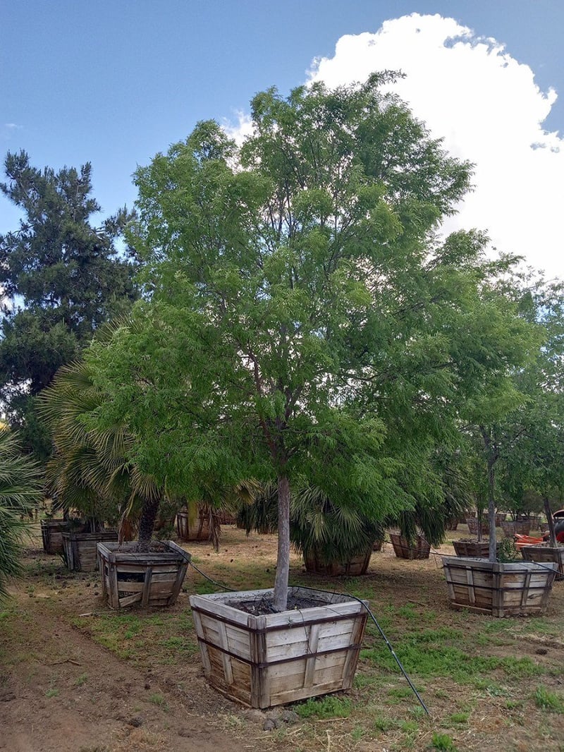 Photo for Ulmus parvifolia 'Drake' (Drake's Chinese Elm)