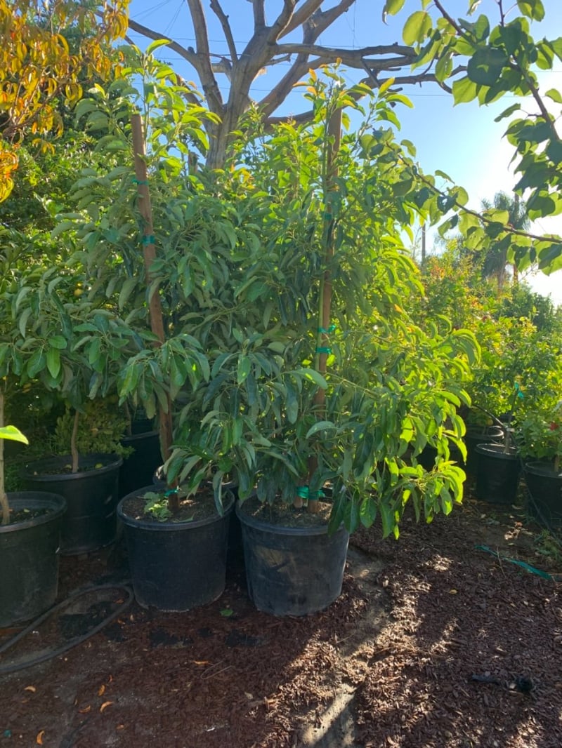 Photo for Persea americana 'Hass' (Hass Avocado)
