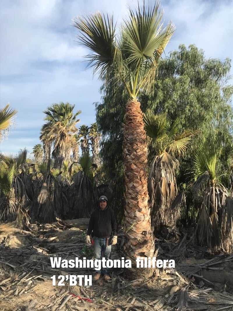 Photo for Washingtonia filifera (California Fan Palm)
