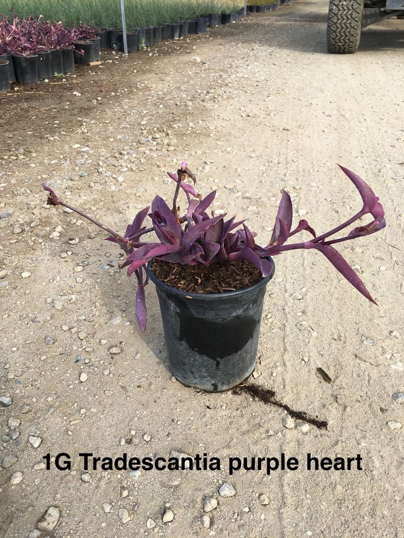 Photo for Tradescantia pallida 'Purpurea' (Purple Heart, Purple Queen)
