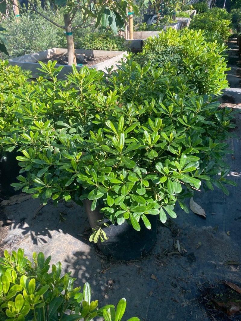 Photo for Pittosporum tobira (Japanese Mock Orange)