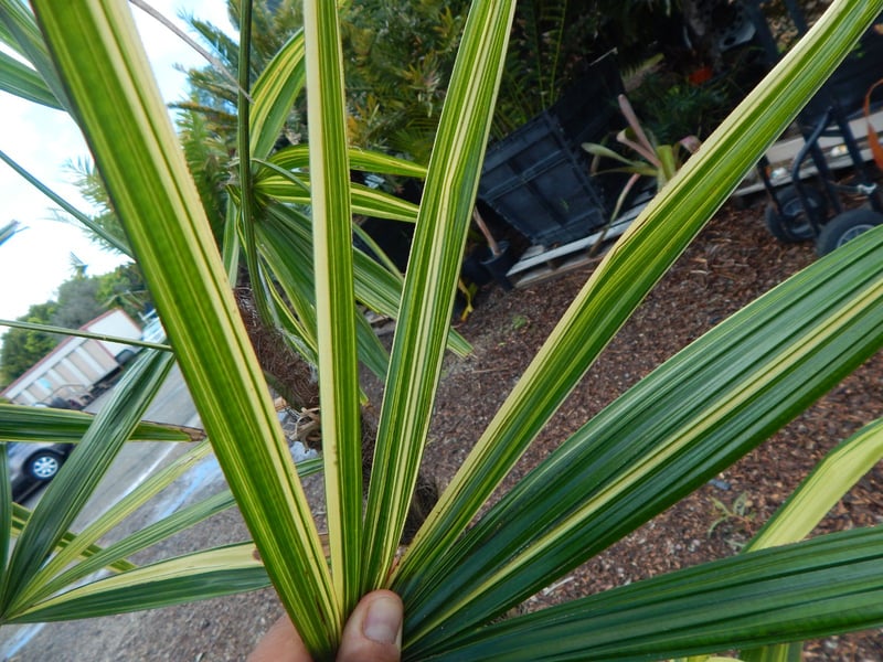 Photo for Rhapis excelsa 'Variegata' (Multi) (Variegata Lady Palm)