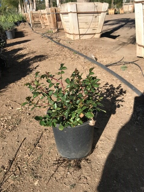 Photo for Rosa x 'Noare' (Flower Carpet Red Groundcover Rose)