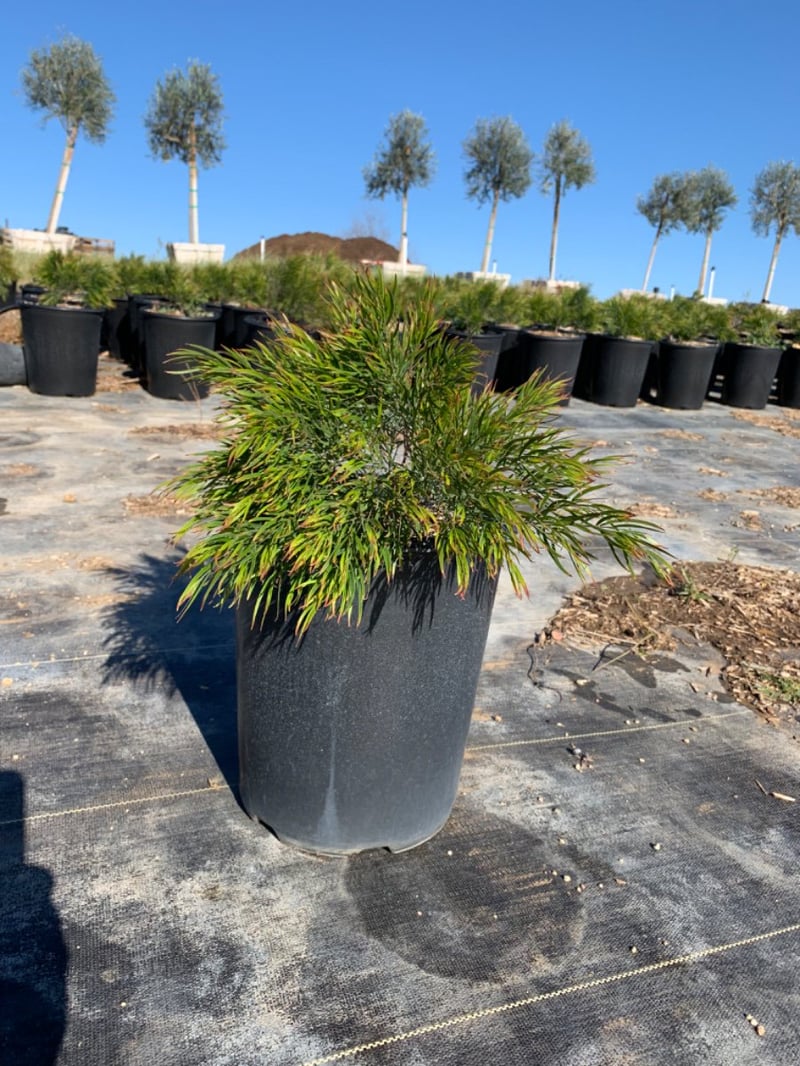 Photo for Acacia cognata 'Cousin Itt' (Little River Wattle)