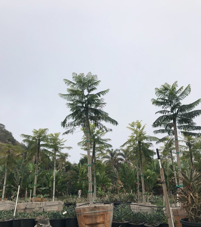Photo for Jacaranda mimosifolia (Jacaranda)