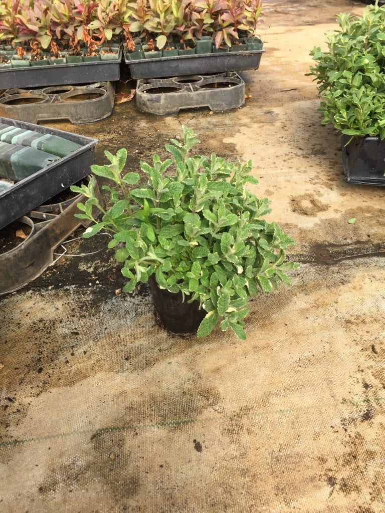 Photo for Mentha suaveolens variegata (Pineapple Mint)