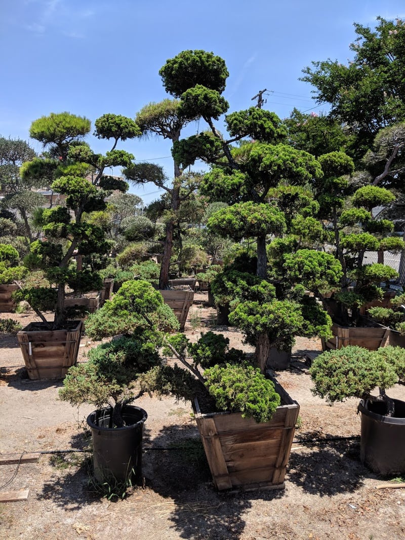 Photo for Juniperus chinensis 'Hollywood' (Bonsai) (Cloud Pruned Juniper)