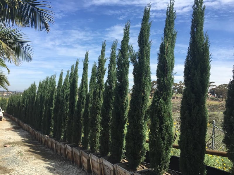 Photo for Cupressus sempervirens 'Glauca' (Blue Italian Cypress)