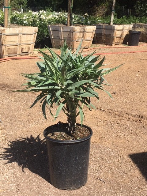Photo for Echium fastuosum 'Pride of Madeira' (Pride of Madeira)