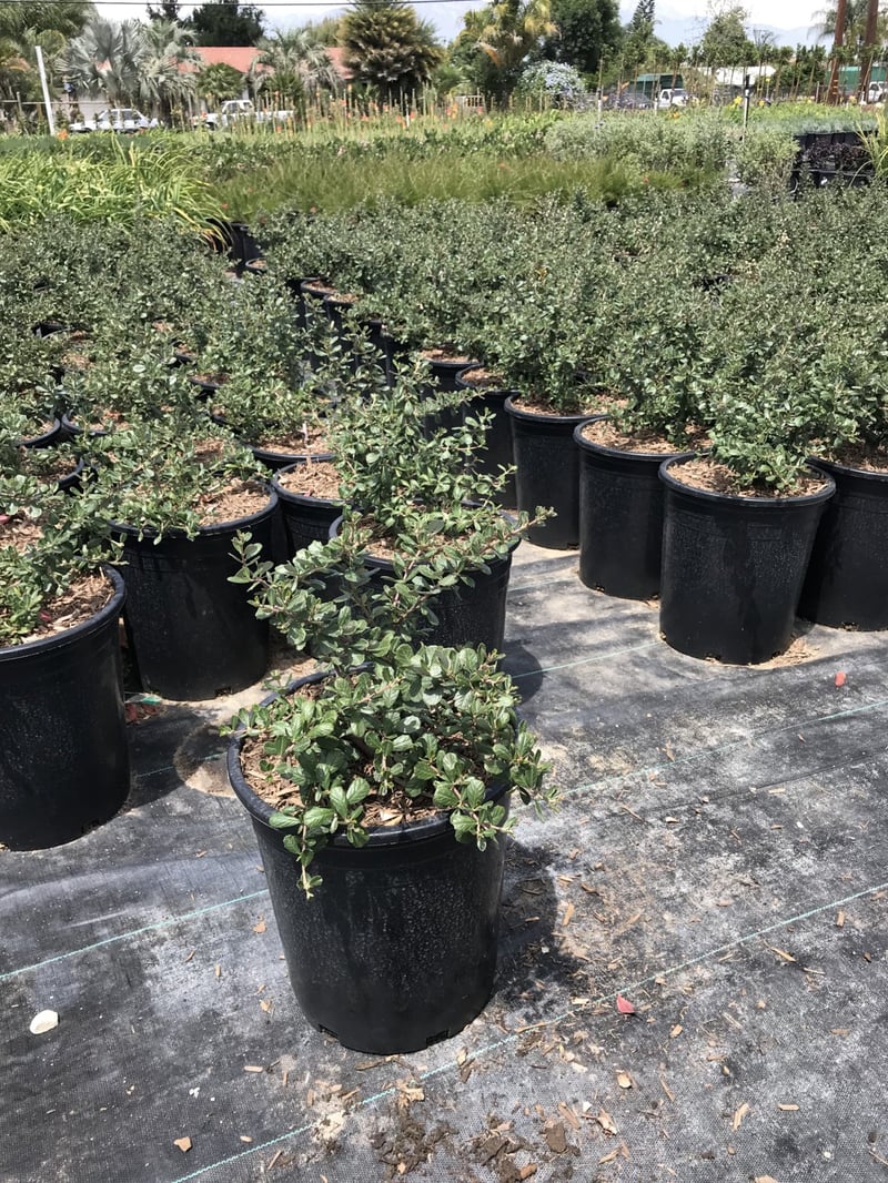 Photo for Ceanothus maritimus 'Valley Violet' (Santa Barbara Ceanothus)