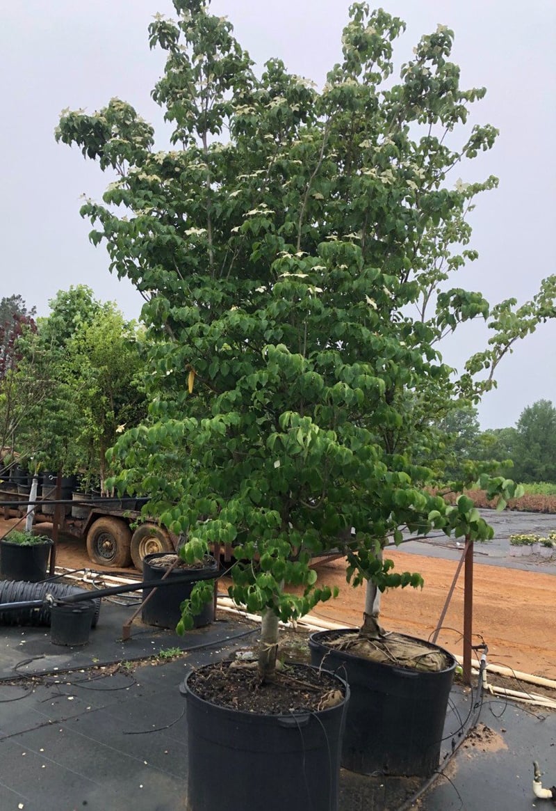 Photo for Cornus florida (Flowering Dogwood)