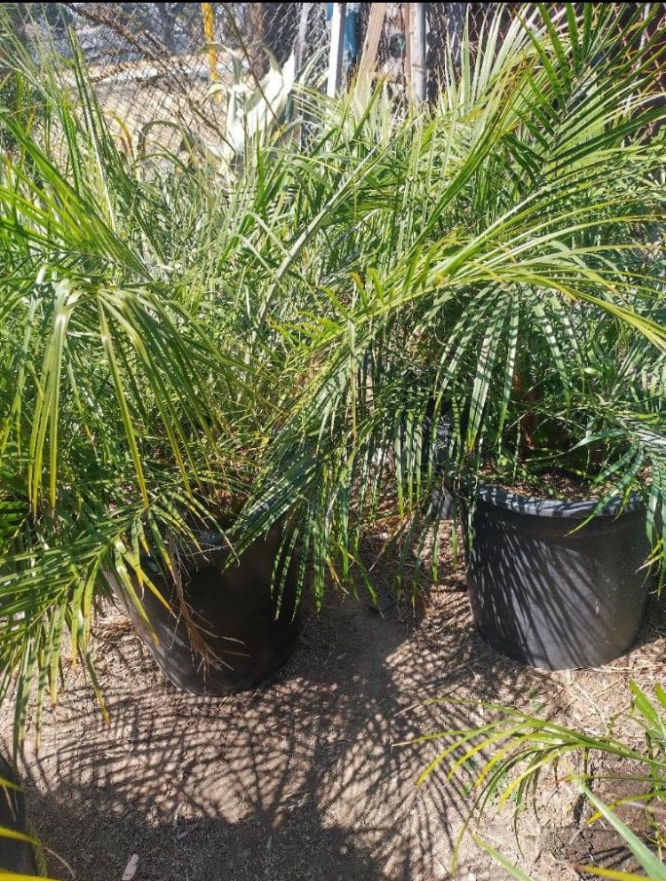Photo for Phoenix roebelenii (Multi) (Pygmy Date Palm)