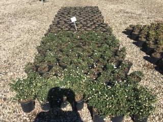Photo for Lantana montevidensis 'Alba' (White Trailing Lantana)