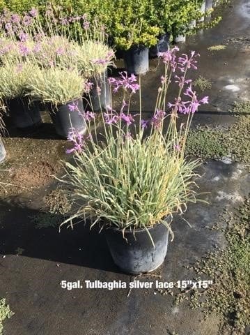 Photo for Tulbaghia violacea 'Silver Lace' (Silver Lace Variegated Society Garlic)