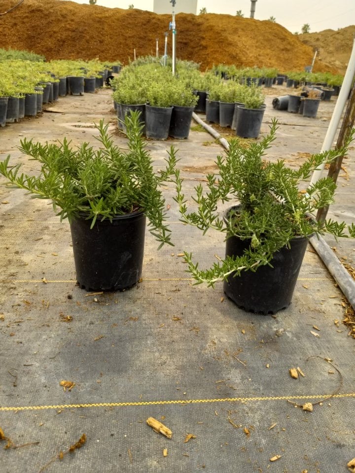Photo for Rosmarinus officinalis 'Huntington Carpet' (Huntington Carpet Rosemary)