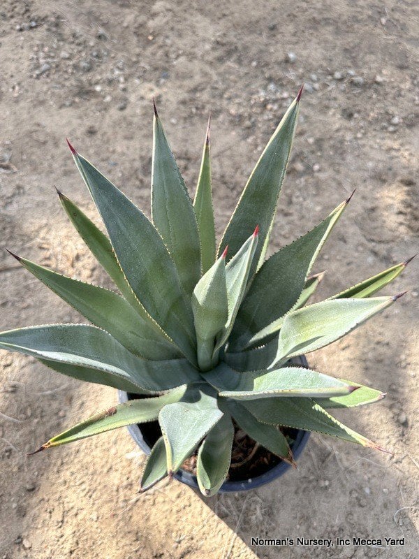 Photo for Agave murpheyi (Murphey's agave)