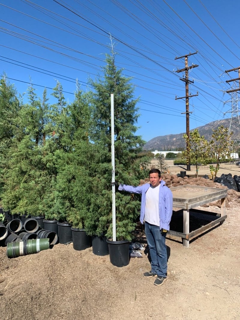 Photo for Cupressus arizonica (Arizona Cypress)
