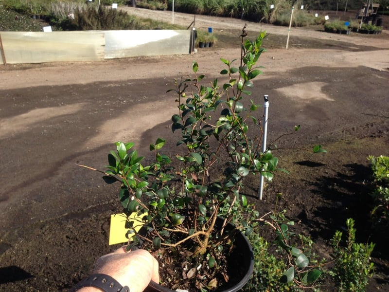Photo for Myrtus communis (True Myrtle)