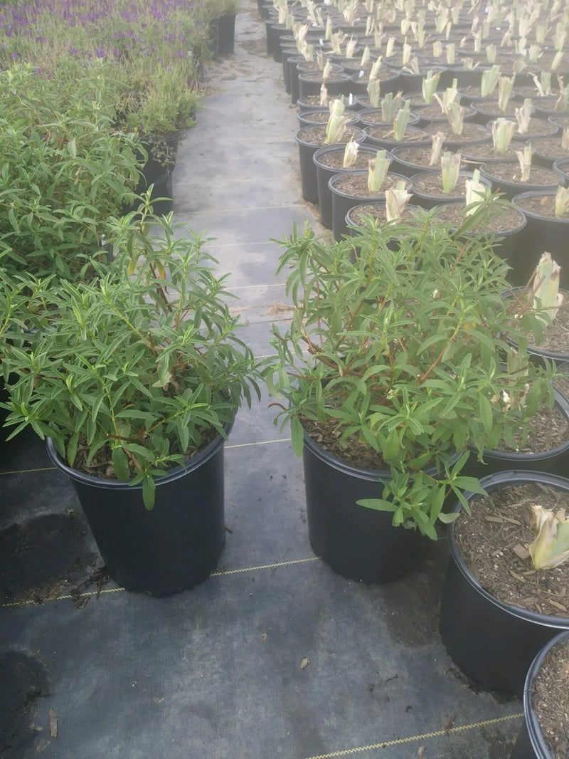 Photo for Cistus purpureus (Purple Rockrose)