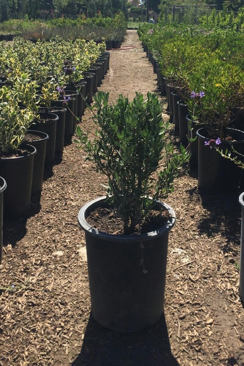 Photo for Salvia 'Allen Chickering' (Allen Chickering Sage)